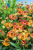 HELENIUM AUTUMNALE FUEGO