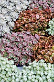 SEDUM MIXED