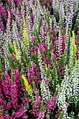 CALLUNA VULGARIS MIXED