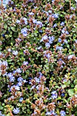 CERATOSTIGMA GRIFFITHII