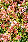 ABELIA GRANDIFLORA SUMMER DREAM