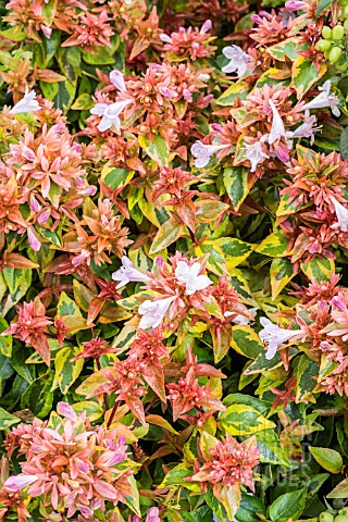 ABELIA_GRANDIFLORA_SUMMER_DREAM