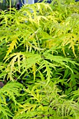 SAMBUCUS RACEMOSA LEMON LACE