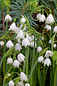 LEUCOJUM AESTIVUM GRAVETYE GIANT AGM