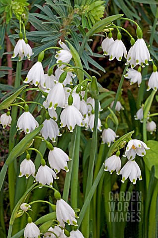 LEUCOJUM_AESTIVUM_GRAVETYE_GIANT_AGM