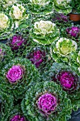 ORNAMENTAL CABBAGE MIXED  (BRASSICA OLERACEA)