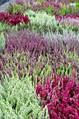 CALLUNA VULGARIS MIXED