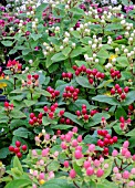 HYPERICUM MIRACLE MIXED