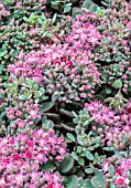 SEDUM CAUTICOLUM