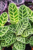 CALATHEA ZEBRINA