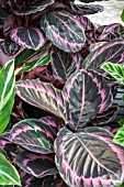 CALATHEA PURPLE STAR