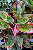 AGLAONEMA CRETE