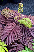 ALBIZIA JULIBRISSEN SUMMER CHOCOLATE