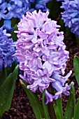 HYACINTHUS SPLENDID CORNELIA