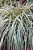 CAREX OSCHIMENSIS EVERGOLD