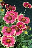 GAILLARDIA SUNSET SNAPPY