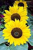 HELIANTHUS SUNTASTIC