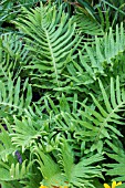 POLYPODIUM WHITLEY GIANT