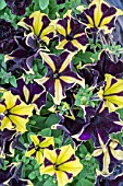 PETUNIA HAPPY MAGIC GIANT VELVET YELLOW STAR