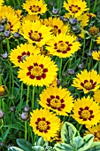 COREOPSIS SUNFIRE