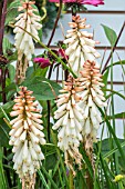 KNIPHOFIA POPSICLE