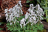 CORYDALIS EVENING SHADE  (CORYDALIS SOLIDA SUBSP SOLIDA EVENING SHADE)