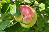 SAW FLY DAMAGE ON APPLE WINTER BANANA