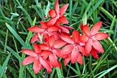 SCHIZOSTYLIS COCCINEA MAJOR