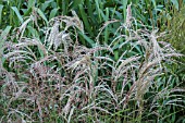 MISCANTHUS SINENSIS KASKADE AGM