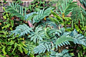 MELIANTHUS MAJOR ANTONOWS BLUE