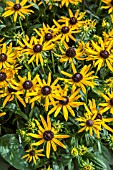 RUDBECKIA LITTLE GOLD STAR