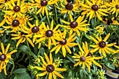 RUDBECKIA LITTLE GOLD STAR