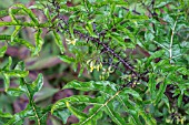 SOLANUM ATROPURPUREUM