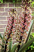 EUCOMIS COMOSA SPARKING BURGUNDY