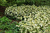 PERSICARIA VIRGINIANA PAINTERS PALETTE  (SYN. TOVARA)