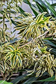 DRACAENA REFLEXA SONG OF INDIA