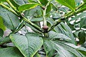 AMORPHOPHALLUS BULBIFERA