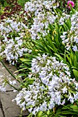 AGAPANTHUS SILVER MIST