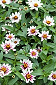 ZINNIA MARYLANDICA ZAHARA STARLIGHT ROSE