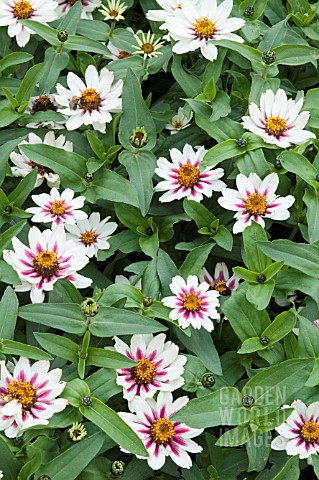 ZINNIA_MARYLANDICA_ZAHARA_STARLIGHT_ROSE