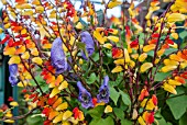 MINA LOBATA AND ACONITUM AUSTROYUNNANESE