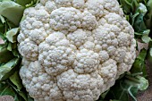 CAULIFLOWER BORIS