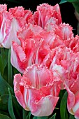 TULIPA LINGERIE