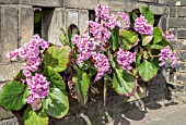 BERGENIA CRASSIFOLIA ESCAPING THROUGH ORNAMENTAL WALL