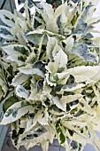CODIAEUM VARIEGATA