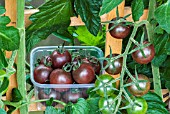 TOMATO BLACK CHERRY