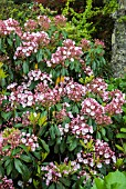 KALMIA LATIFOLIA