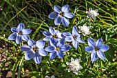 IPHEION ROLF FIEDLER AGM