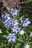 IPHEION ROLF FIEDLER AGM