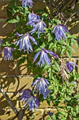 CLEMATIS MACROPETALA WESSLETON AGM